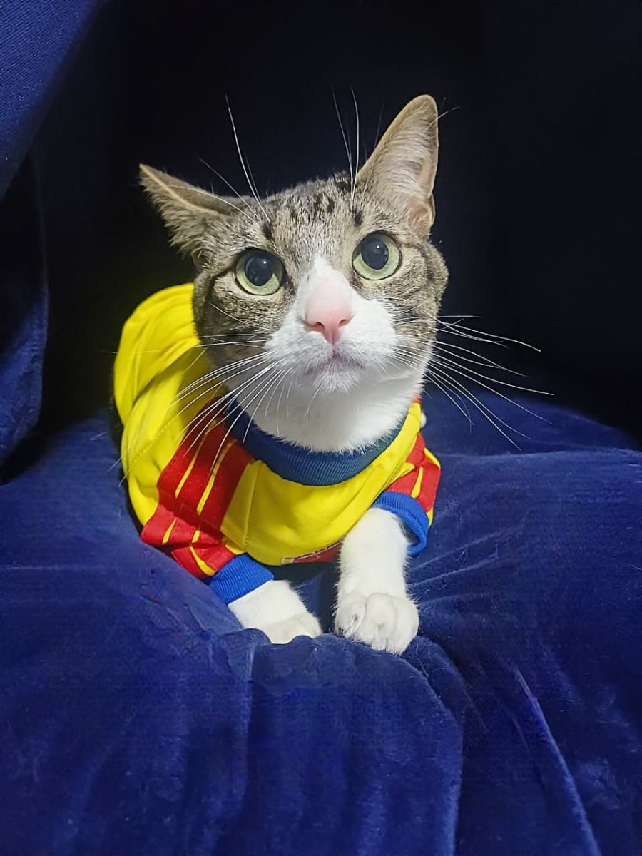 Camiseta Selección Colombia Mascotas Amarilla 2026 | Velocity Savage